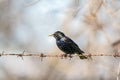 Common starling / European starling Sturnus vulgaris resting on a rusty barbed wire fence in summer sunlight with beautiful Royalty Free Stock Photo