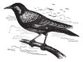 Common Starling or European Starling or Sturnus vulgaris, vintage engraving