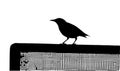 Common Starling on the fence silhouette in