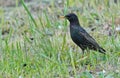 Common starling