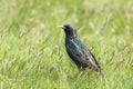 Common Starling in Green Grass Sturnus vulgaris European Starling Royalty Free Stock Photo