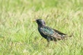 Common Starling in Green Grass Sturnus vulgaris European Starling Royalty Free Stock Photo