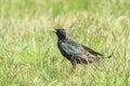 Common Starling in Green Grass Sturnus vulgaris European Starling Royalty Free Stock Photo