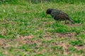 Common Starling in Green Grass Sturnus vulgaris Royalty Free Stock Photo