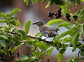 Common starling in a hackberry tree Royalty Free Stock Photo