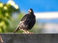 Common Starling Looking at Camera