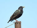 Common starling perched atop a rusty pole against the blue sky