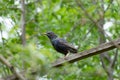 Common Starling perched atop a wooden board seen through tree branches