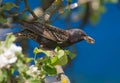 Common starling sits on flowering apple tree with food in beak