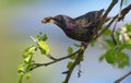 Common starling perched with food in beak for chicks