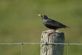 Common Starling perched on a wooden pole