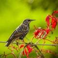 Common starling perching atop a metallic wire in a natural environment.