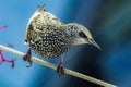 Common starling perching atop a metallic wire in a natural environment.