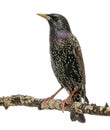 Common Starling perching on a branch, Sturnus vulgaris, isolated