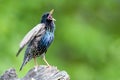 Common starling perching on a tree stump and singing Royalty Free Stock Photo