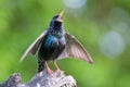 Common starling Royalty Free Stock Photo