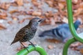 Common Starling on pipe Royalty Free Stock Photo