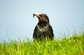 Common starling, Shetland Royalty Free Stock Photo