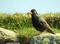 Common starling, Shetland Royalty Free Stock Photo
