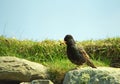 Common starling, Shetland Royalty Free Stock Photo