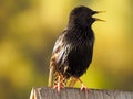 Common Starling Singing