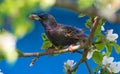 Common starling sits in apple tree branches with beetle for chicks