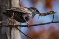 Common Starling Sitting on a Branch and with a Dry Leaf In Its Beak Royalty Free Stock Photo