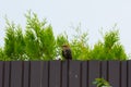 Common starling sitting on the fence on the background of green Royalty Free Stock Photo