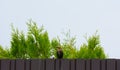 Common starling sitting on the fence on the background of green Royalty Free Stock Photo