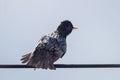 Common Starling Sitting In Wire Europe Nature Wildlife Royalty Free Stock Photo