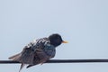 Common Starling Sitting In Wire Europe Nature Wildlife Royalty Free Stock Photo
