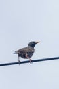 Common Starling Sitting on Wire Sturnus vulgaris Royalty Free Stock Photo