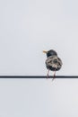 Common Starling Sitting on Wire Sturnus vulgaris Royalty Free Stock Photo