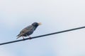 Common Starling Sitting on Wire Sturnus vulgaris Royalty Free Stock Photo