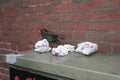 Common Starling, Spreeuw, Sturnus vulgaris