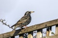 Common Starling Stunus vulgaris Royalty Free Stock Photo