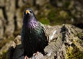 Common Starling (Sturnus vulgaris) Royalty Free Stock Photo