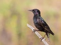 Common starling, Sturnus vulgaris. An adult bird sits on a branch against a beautiful blurry background Royalty Free Stock Photo