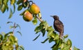 Common starling, Sturnus vulgaris. An adult bird sits on a pear branch and looks at the ripe fruits, choosing which one to start