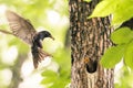 Sturnus vulgaris - Common starling mother, feeding the baby