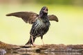 Common starling Sturnus vulgaris, beautiful large songbird sitting on edge of lake, caller bird with spread wings. Royalty Free Stock Photo