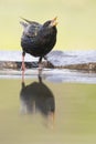 Common starling Sturnus vulgaris, beautiful large songbird sitting on edge of lake, it drink water from lake Royalty Free Stock Photo