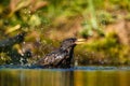 Common starling Sturnus vulgaris in a bird bath Royalty Free Stock Photo