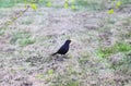 Common starling, Sturnus vulgaris bird on a green grass Royalty Free Stock Photo