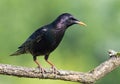 Common starling, Sturnus vulgaris. A bird sits on a branch against a beautiful green background Royalty Free Stock Photo