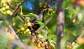 Common starling, Sturnus vulgaris. A bird sits on a fruit tree branch, the crop is almost ripe Royalty Free Stock Photo