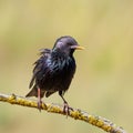 Common starling, Sturnus vulgaris. A bird sits on a thin branch on a beautiful background Royalty Free Stock Photo