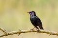 Common starling, Sturnus vulgaris. A bird sits on a thin branch on a beautiful background Royalty Free Stock Photo