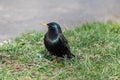 Common starling. Sturnus vulgaris. Bird in spring in breeding plumage Royalty Free Stock Photo