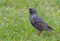 Common starling, Sturnus vulgaris. A bird walks through the grass looking for food Royalty Free Stock Photo